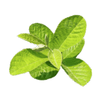 Home a green guava leaves of a plant in white a white ground leaf of a plant transparent background photo