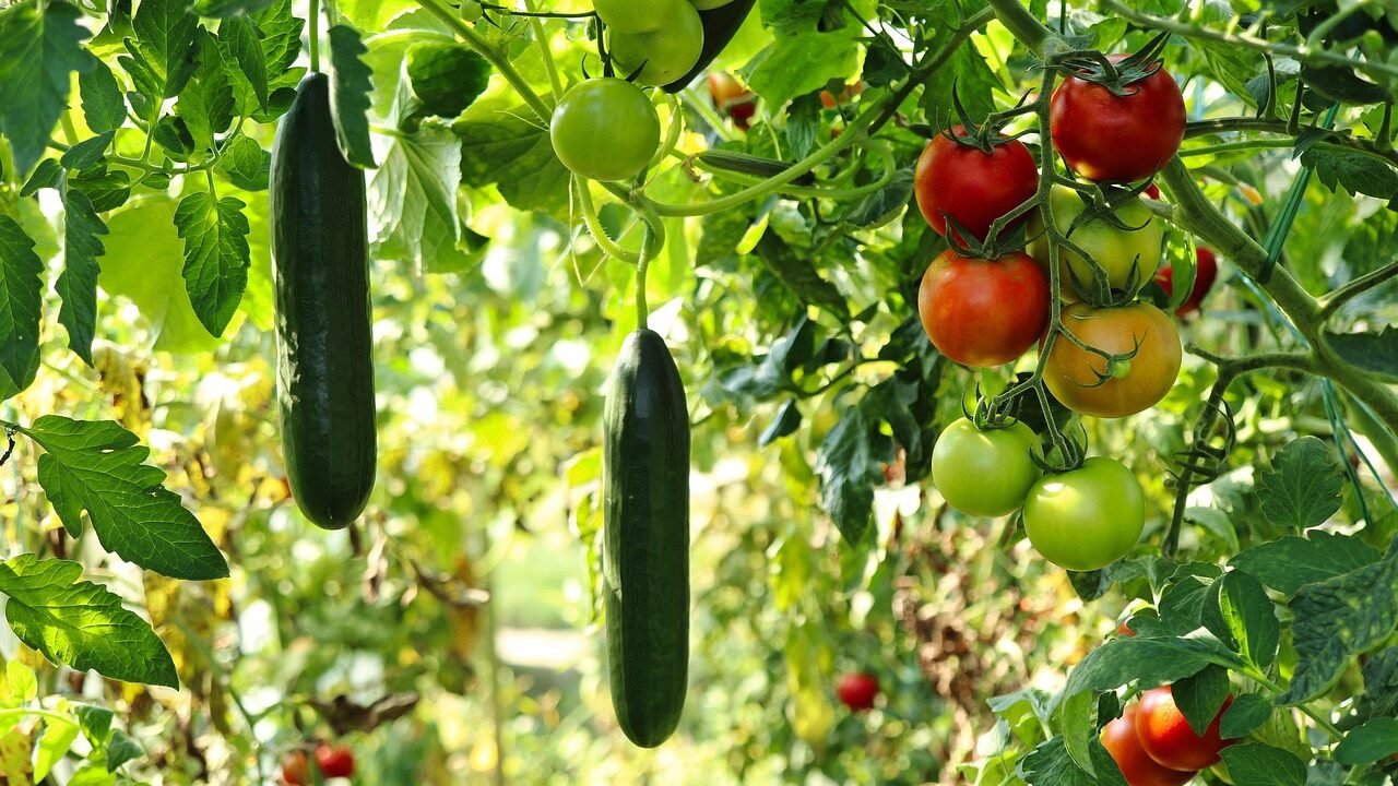 About Us cucumber plant, tomato plant, nature, vegetable garden, gardening, horticulture, plants, vegetables