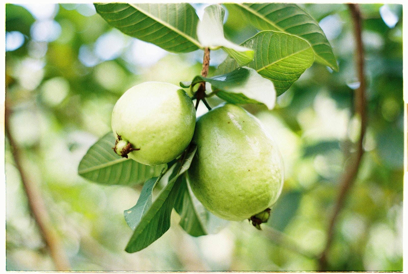 About Us Vibrant close-up of ripe guavas hanging on a tree with fresh green leaves.