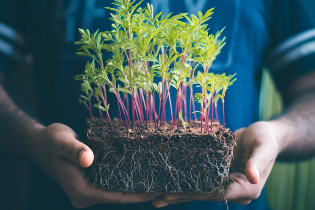 About Us Close-up of hands holding green seedlings with visible soil and roots, capturing growth concept.